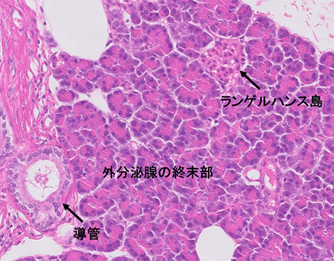 liver-image002