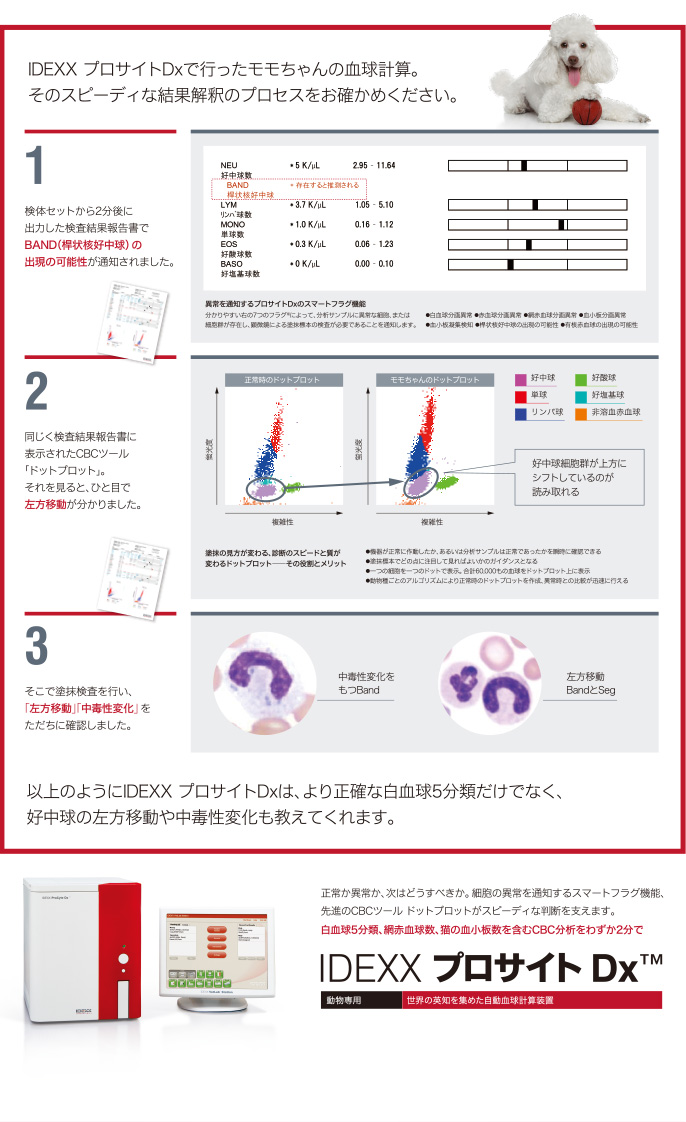 IDEXX プロサイトDxで行ったモモちゃんの血球計算。そのスピーディな結果解釈のプロセスをお確かめください。
