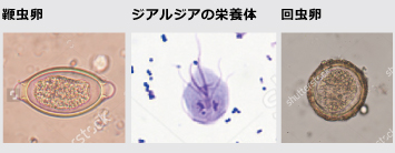 動物病院のベーシック検査 動物病院の検査情報サイト