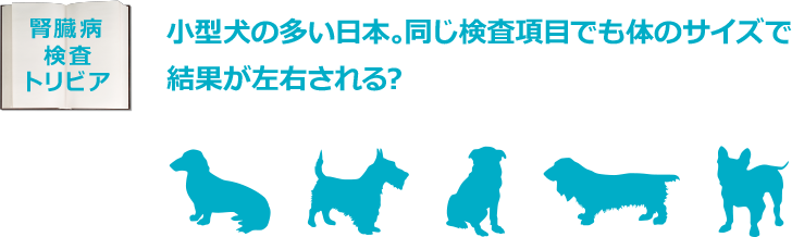 腎臓病検査トリビア：小型犬の多い日本。同じ検査項目でも体のサイズで結果が左右される?